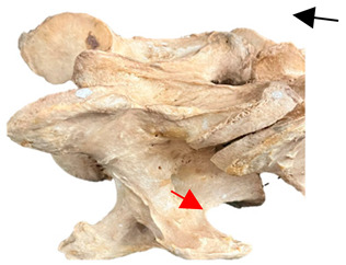 Figure 35