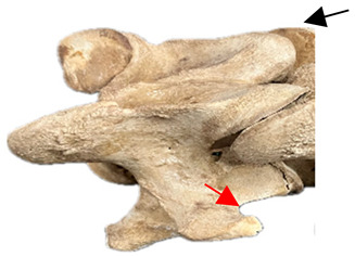 Figure 38