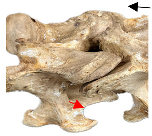 Figure 41
