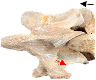 Figure 47