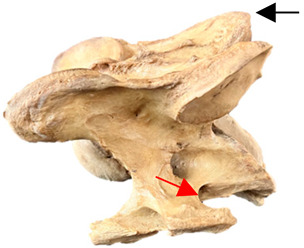 Figure 50