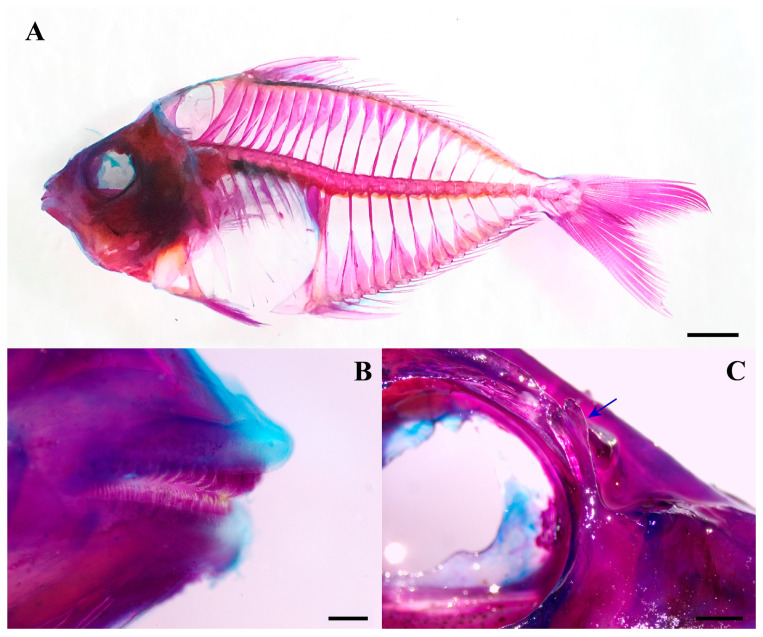Figure 2