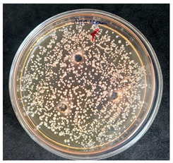 Figure 13