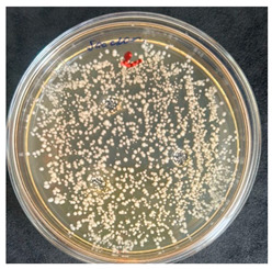 Figure 15