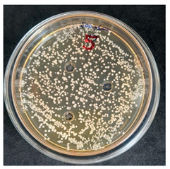 Figure 16