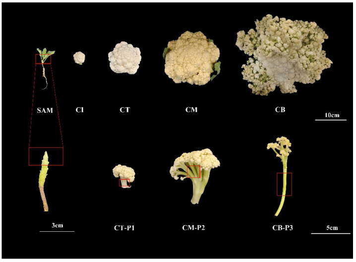 Figure 10