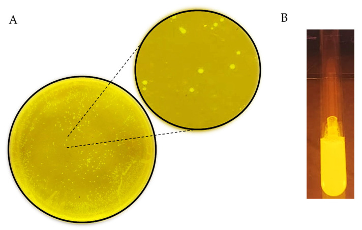 Figure 8