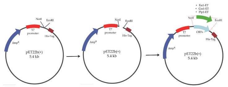 Figure 9