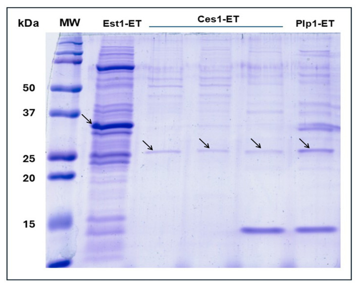 Figure 13