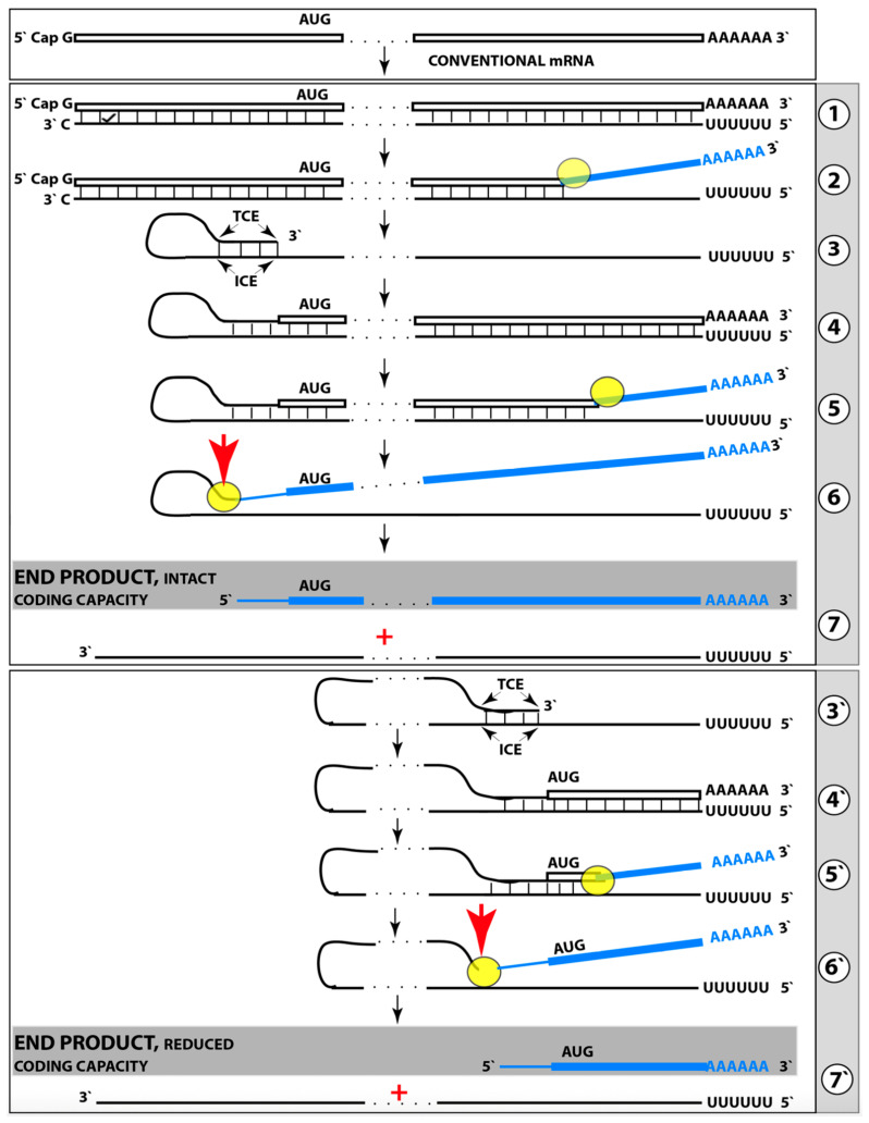 Figure 23