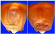Figure 24