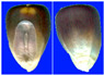 Figure 25