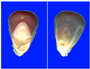 Figure 26