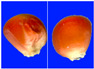 Figure 28