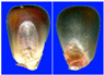 Figure 29