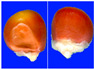 Figure 32