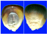 Figure 33