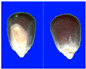 Figure 35