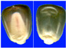Figure 36