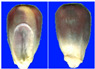Figure 37
