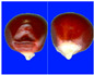Figure 39