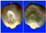 Figure 40