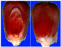 Figure 41