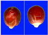 Figure 42