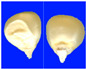 Figure 43