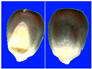 Figure 45
