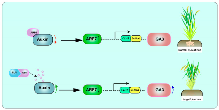 Figure 13