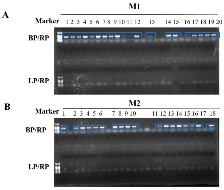 Figure 11