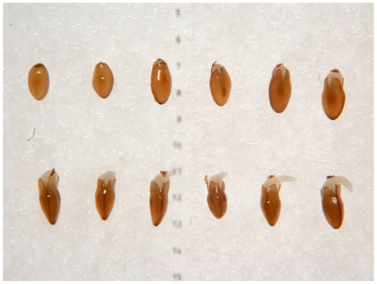 Figure 10