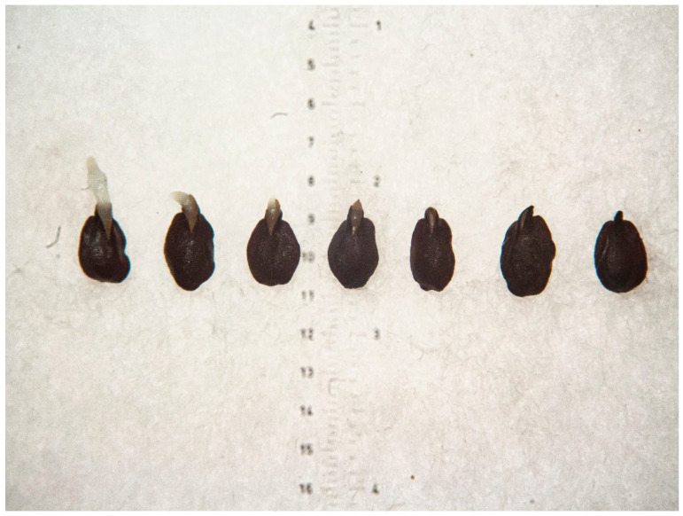 Figure 11