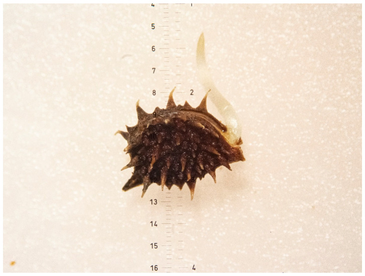 Figure 12