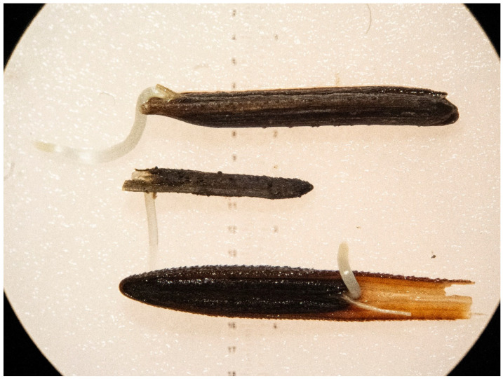 Figure 13