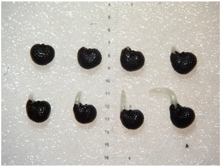 Figure 14