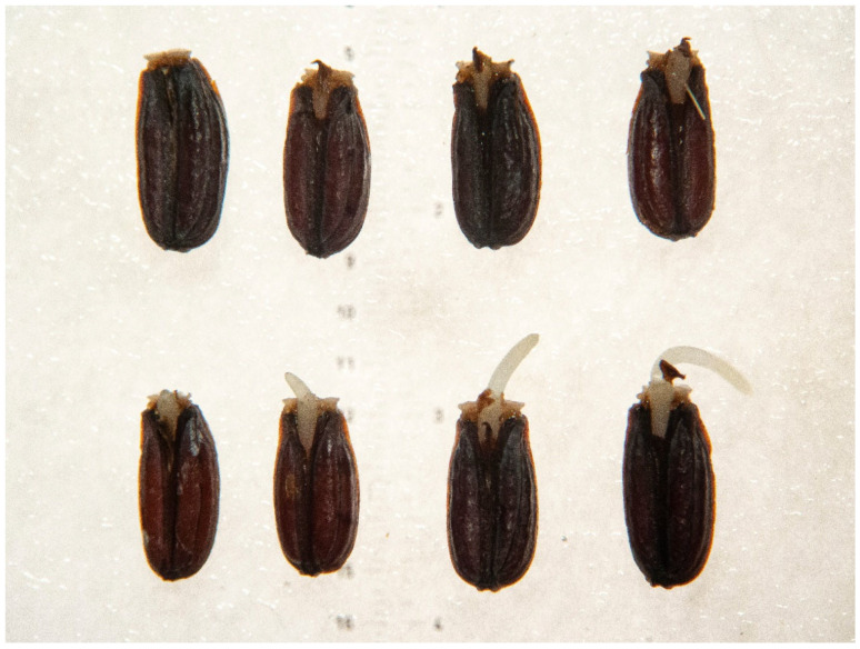 Figure 21