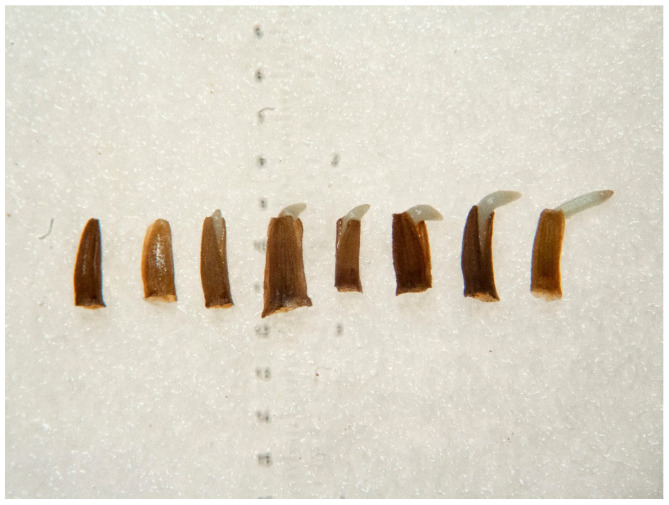 Figure 22