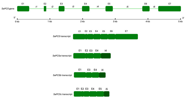 Figure 5