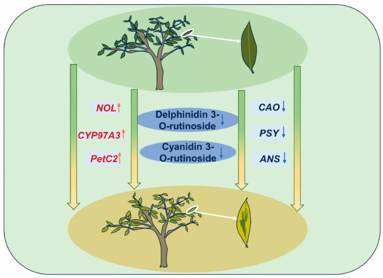 Figure 12