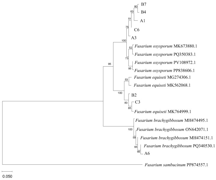 Figure 2