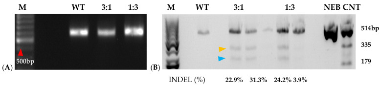 Figure 6