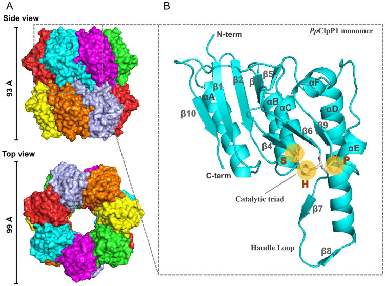 Fig 2