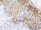 Figure 24