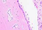 Figure 25
