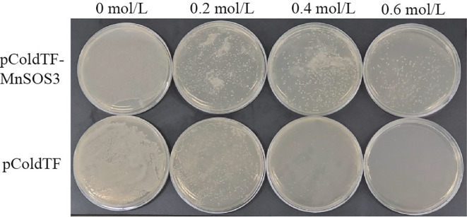 Figure 4