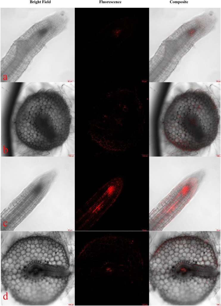 Figure 2