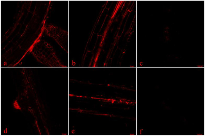 Figure 4