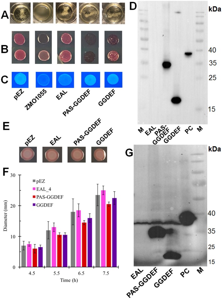FIGURE 3